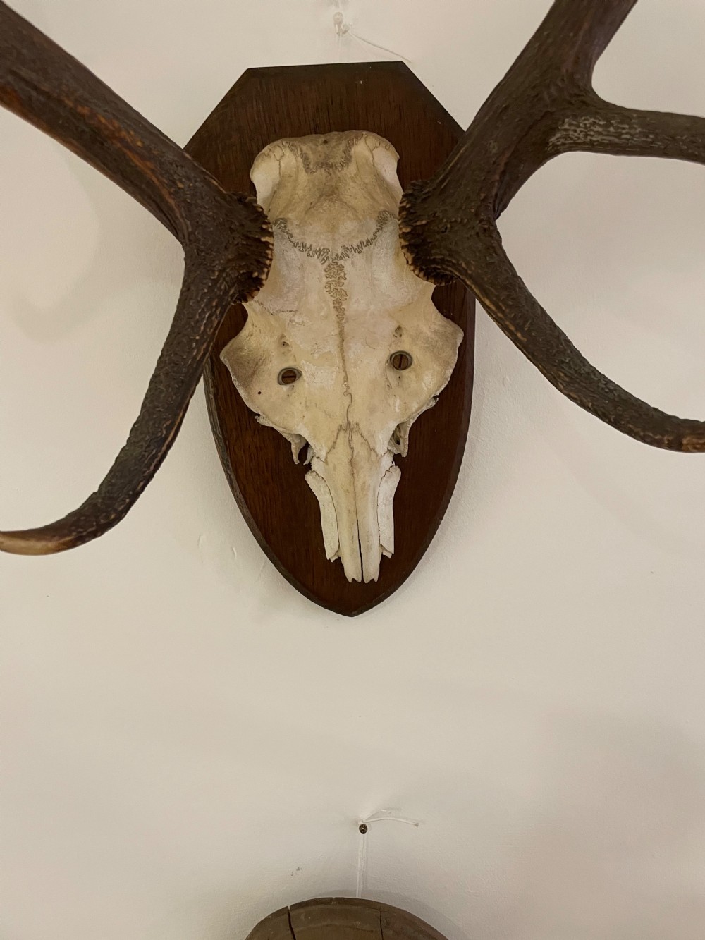 Collection of 10 pairs of antlers  View XI