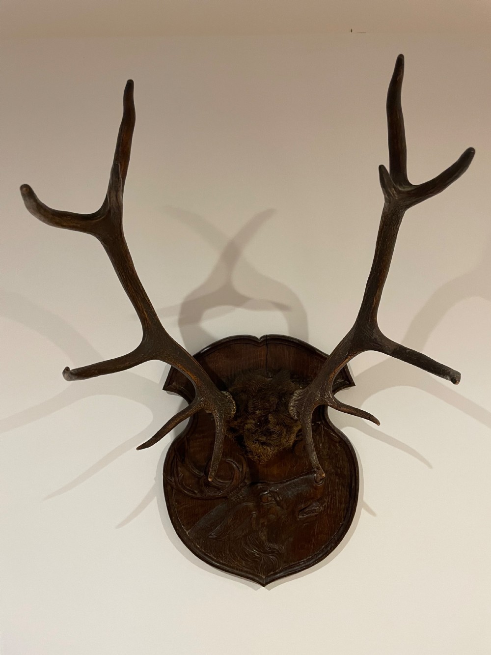 A pair of multi-tined stag antlers mounted on a dark carved wooden shield plaque featuring a relief carving of a stag head.