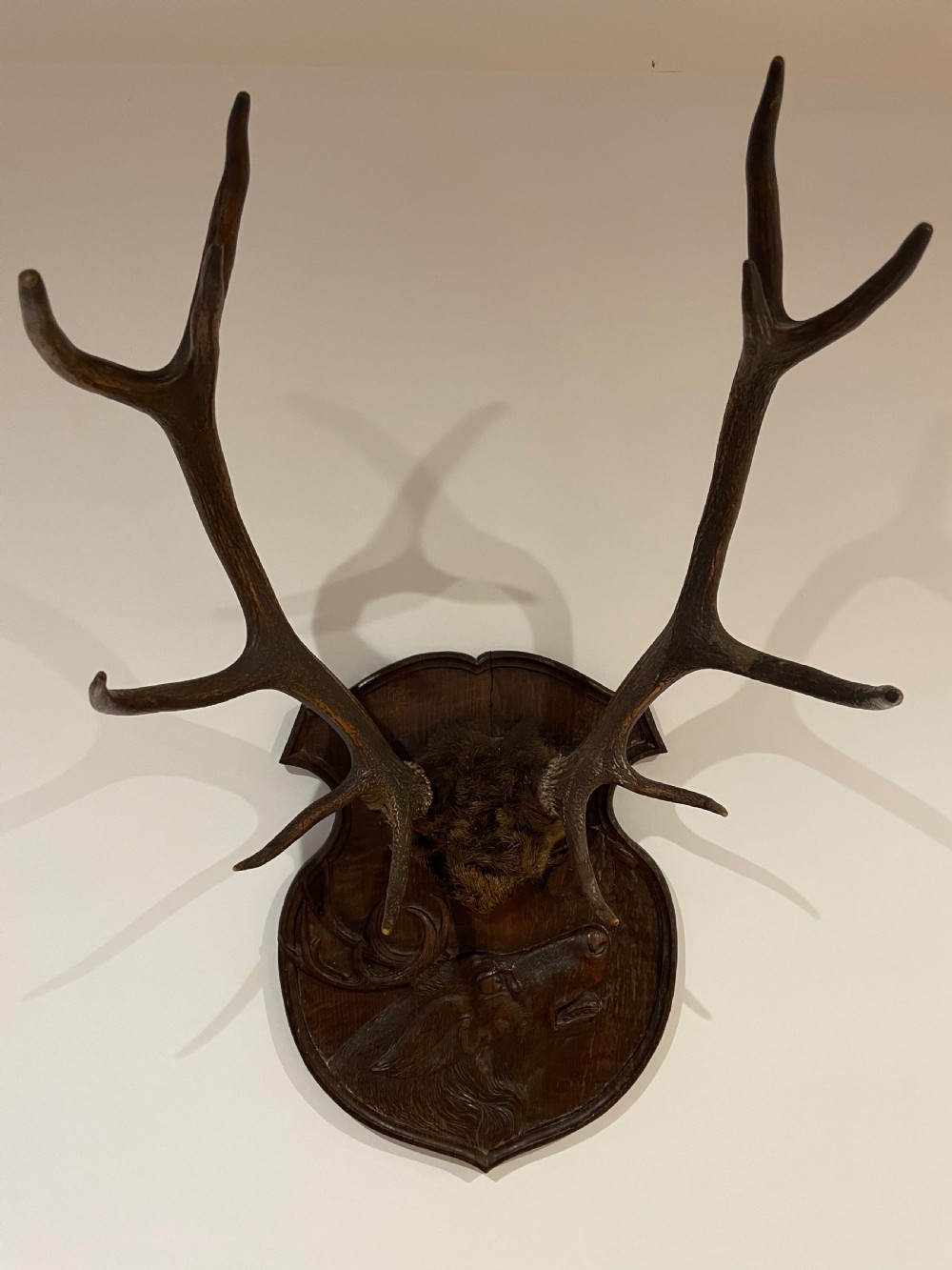A pair of multi-tined stag antlers mounted on a dark carved wooden shield plaque featuring a relief carving of a stag head. View V