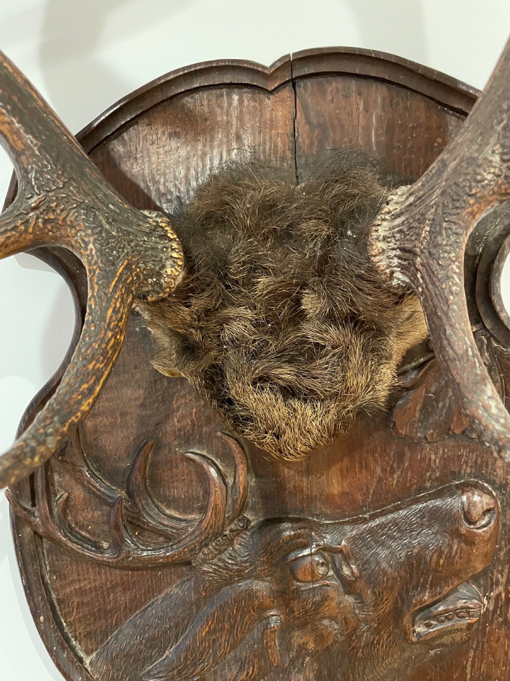A pair of multi-tined stag antlers mounted on a dark carved wooden shield plaque featuring a relief carving of a stag head. View VI