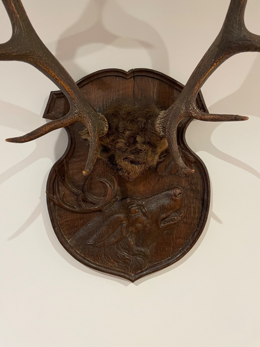 A pair of multi-tined stag antlers mounted on a dark carved wooden shield plaque featuring a relief carving of a stag head. View VII