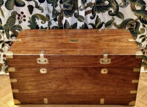 Camphor Wood Trunk