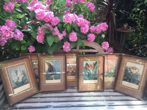 Highly Decorative Group of 7 Early C19th Coloured Botanical Engravings in Deep 'Shadow-box' Frames.