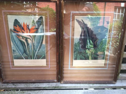 fig 1. Highly decorative group of 7 early C19th coloured botanical engravings in deep 'shadow-box' frames.