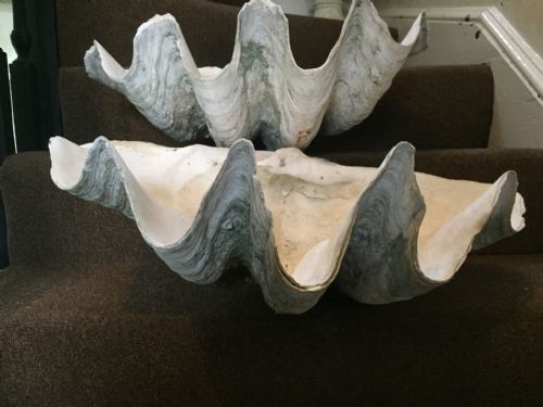 Pair of Late C19th/early C20th Giant Clam Shells or "Tridacna Gigas"