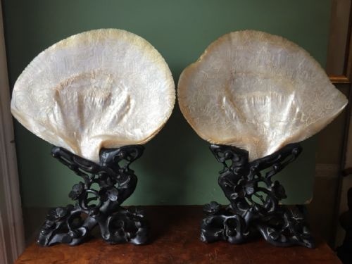 Superb Pair of Late C19th Chinese Cantonese Intricately Carved Nacre Shells Mounted on Their Original  Bespoke Period Carved Hardwood Stands.