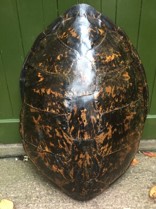 Large Late C19th Carapace Shell of a Loggerhead Sea Turtle, "Caretta Caretta".
