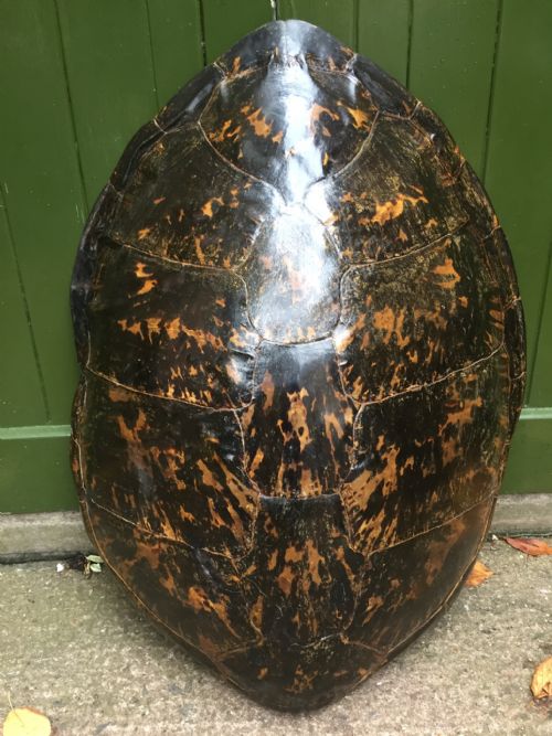 fig 1. Large late C19th carapace shell of a Loggerhead sea turtle,