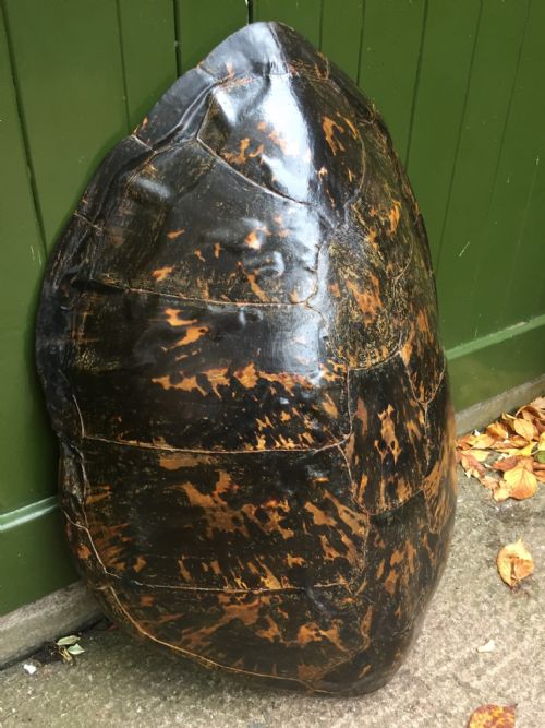 fig 2. Large late C19th carapace shell of a Loggerhead sea turtle,