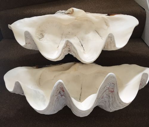 Pair of Late C19th/ Early C20th Giant Clam Shells or "Tridacna Gigas".