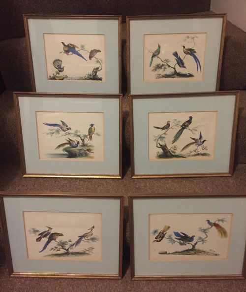 fig 1. Smart decorative set of 6 C19th gilt-framed coloured engravings of exotic birds.