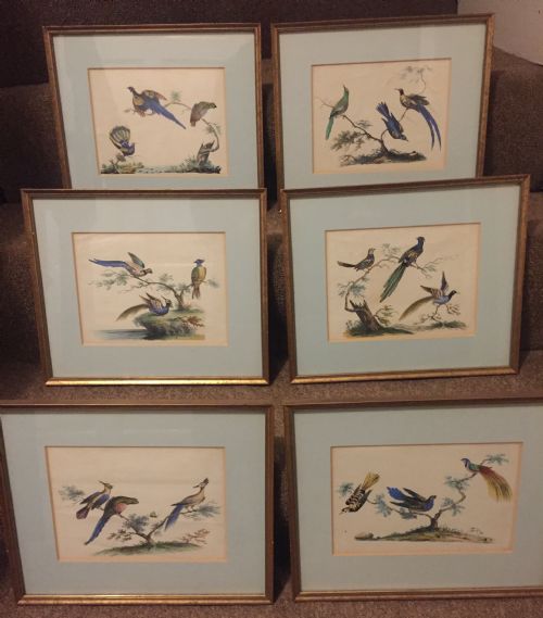 fig 2. Smart decorative set of 6 C19th gilt-framed coloured engravings of exotic birds.