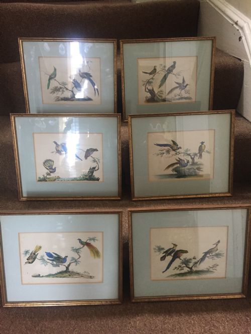 Smart Decorative Set of 6 C19th Gilt-framed Coloured Engravings of Exotic Birds.