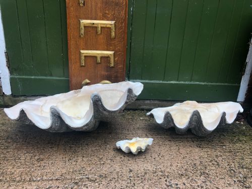Trio of Late C19th/early C20th Giant Clam Shells or “Tridacna Gigas” .