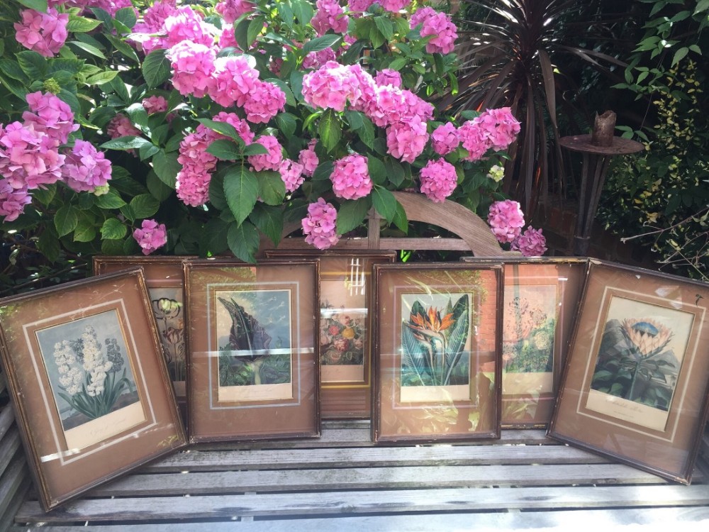 Highly decorative group of 7 early C19th coloured botanical engravings in deep 'shadow-box' frames.