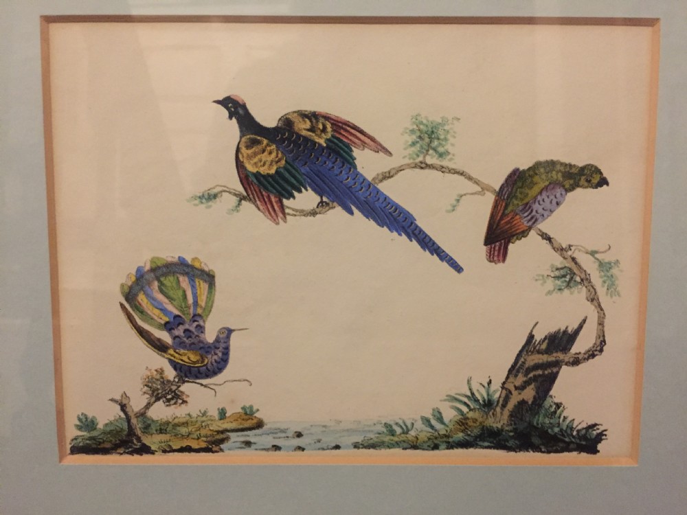 Smart decorative set of 6 C19th gilt-framed coloured engravings of exotic birds. View IV