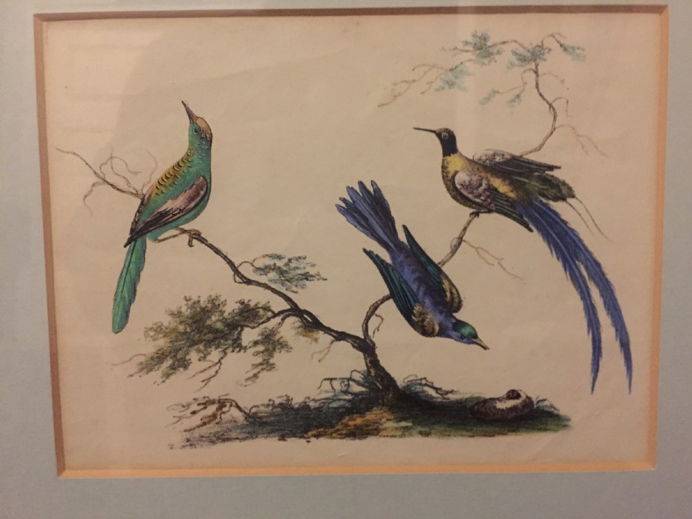 Smart decorative set of 6 C19th gilt-framed coloured engravings of exotic birds. View V