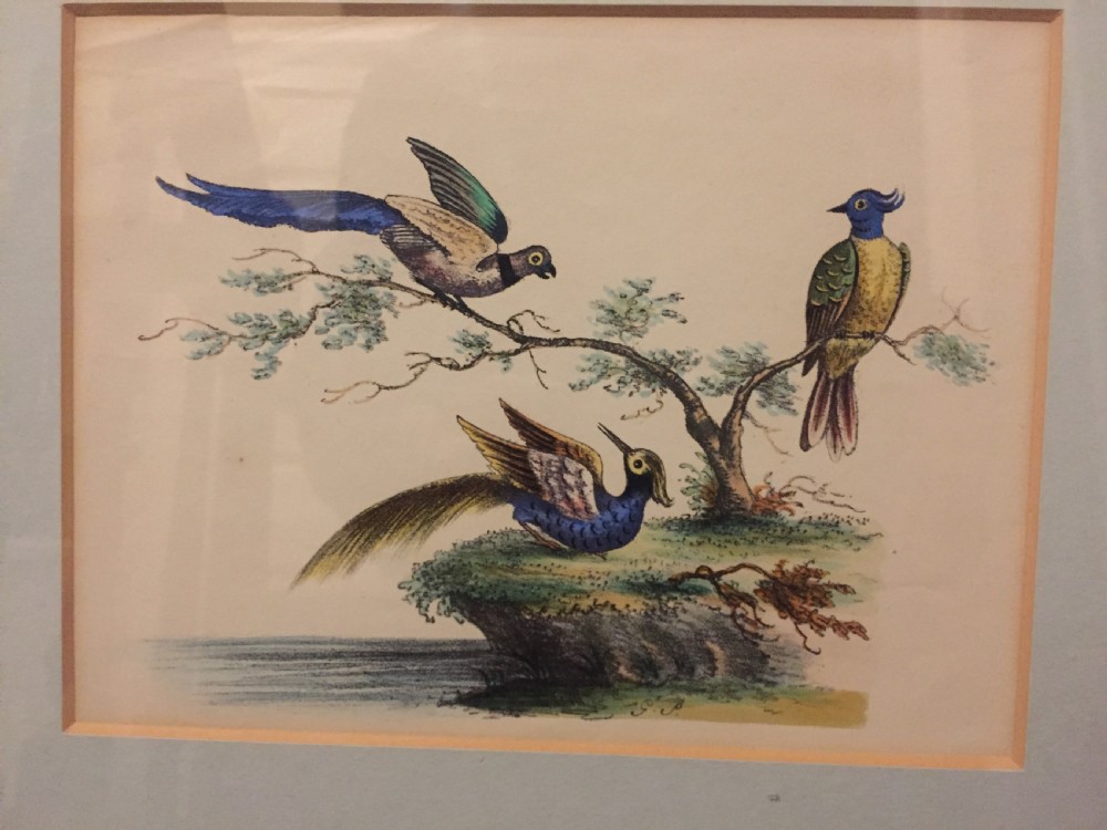 Smart decorative set of 6 C19th gilt-framed coloured engravings of exotic birds. View VI
