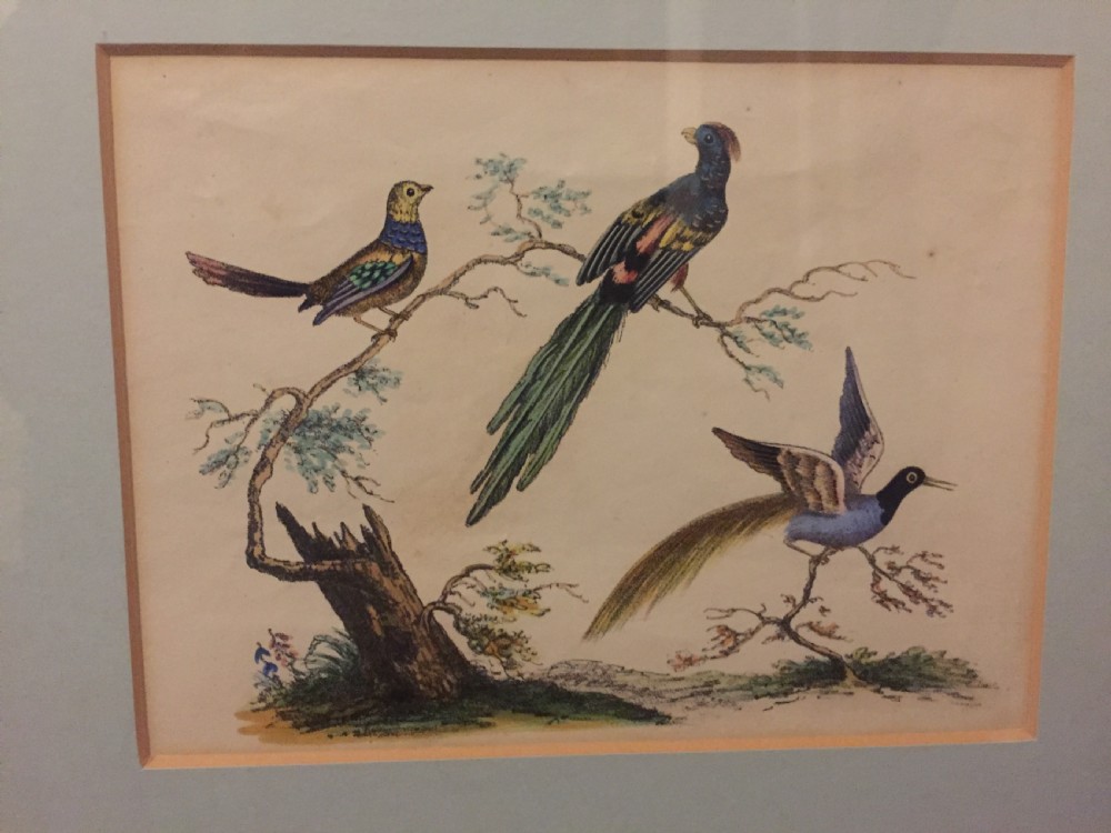 Smart decorative set of 6 C19th gilt-framed coloured engravings of exotic birds. View VII
