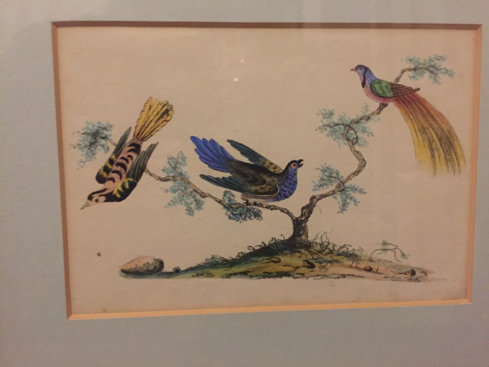 Smart decorative set of 6 C19th gilt-framed coloured engravings of exotic birds. View VIII