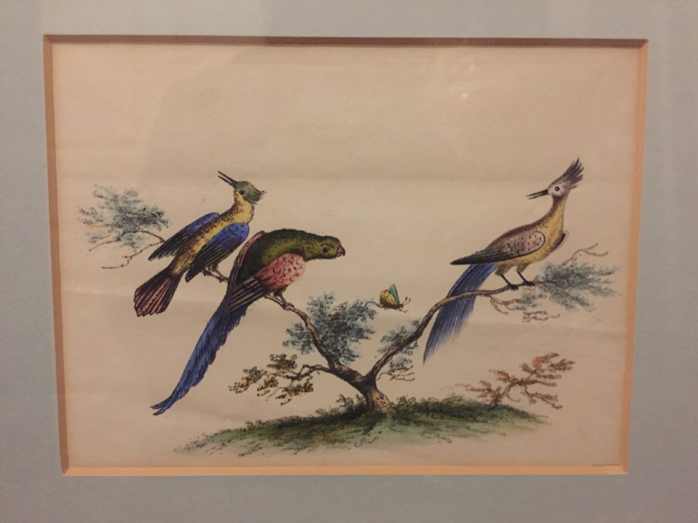 Smart decorative set of 6 C19th gilt-framed coloured engravings of exotic birds. View IX