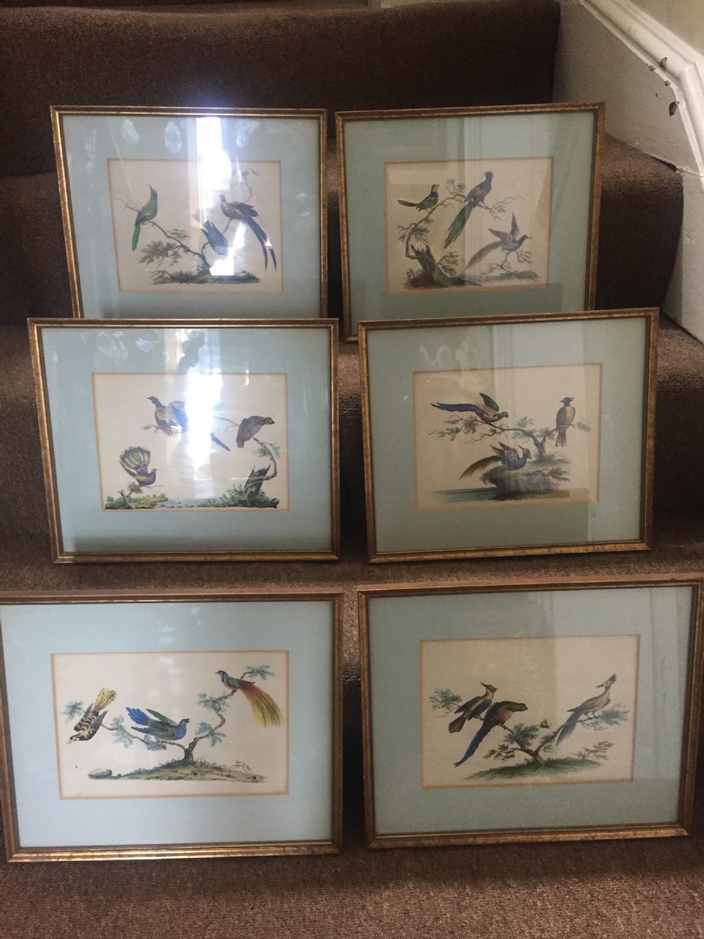 Smart decorative set of 6 C19th gilt-framed coloured engravings of exotic birds.