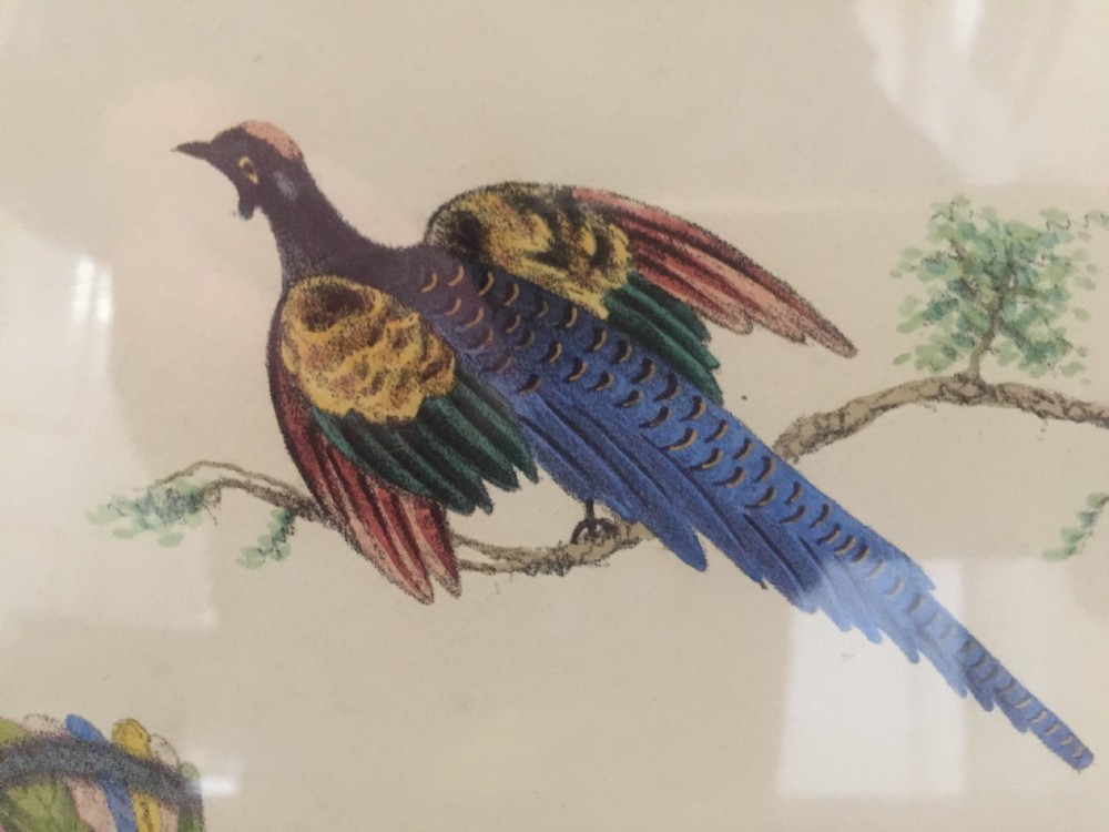 Smart decorative set of 6 C19th gilt-framed coloured engravings of exotic birds. View XI