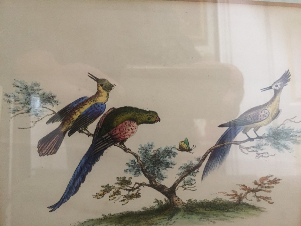 Smart decorative set of 6 C19th gilt-framed coloured engravings of exotic birds. View XII