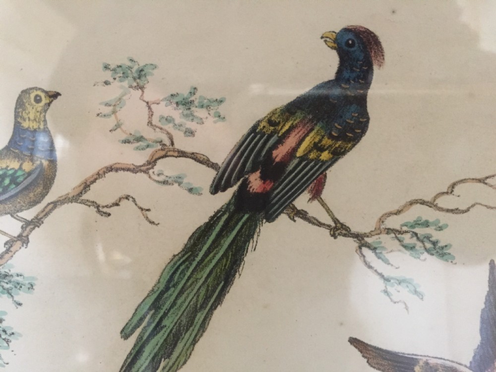 Smart decorative set of 6 C19th gilt-framed coloured engravings of exotic birds. View XIII
