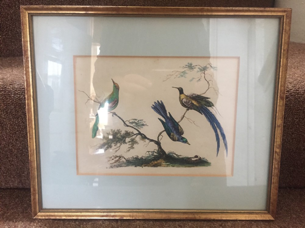 Smart decorative set of 6 C19th gilt-framed coloured engravings of exotic birds. View XVI