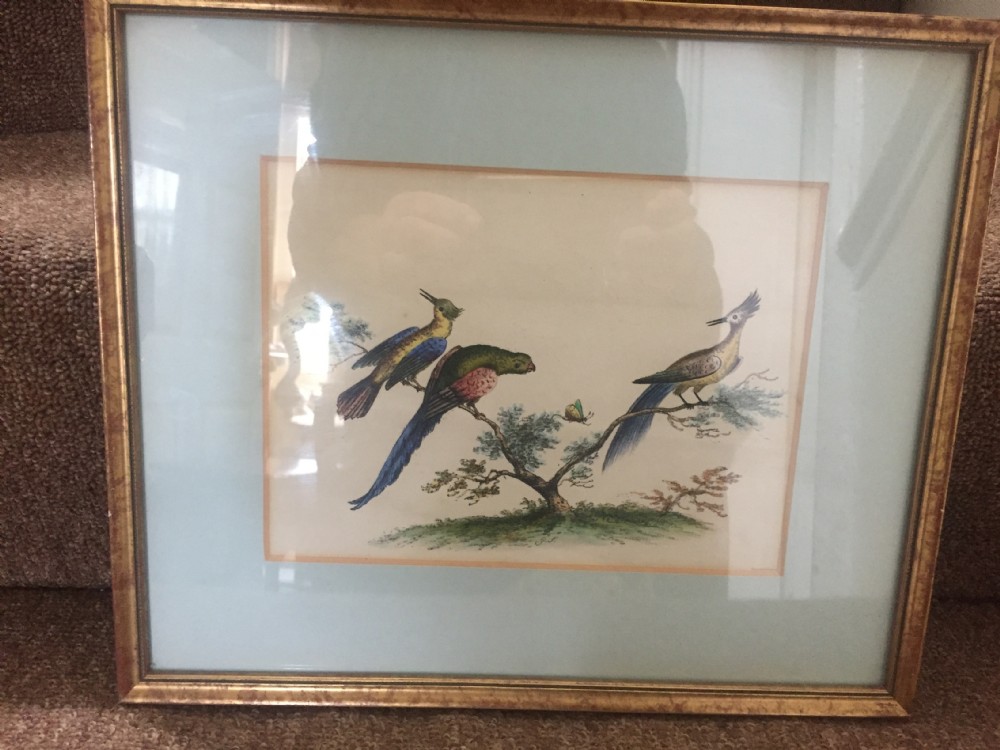 Smart decorative set of 6 C19th gilt-framed coloured engravings of exotic birds. View XVII