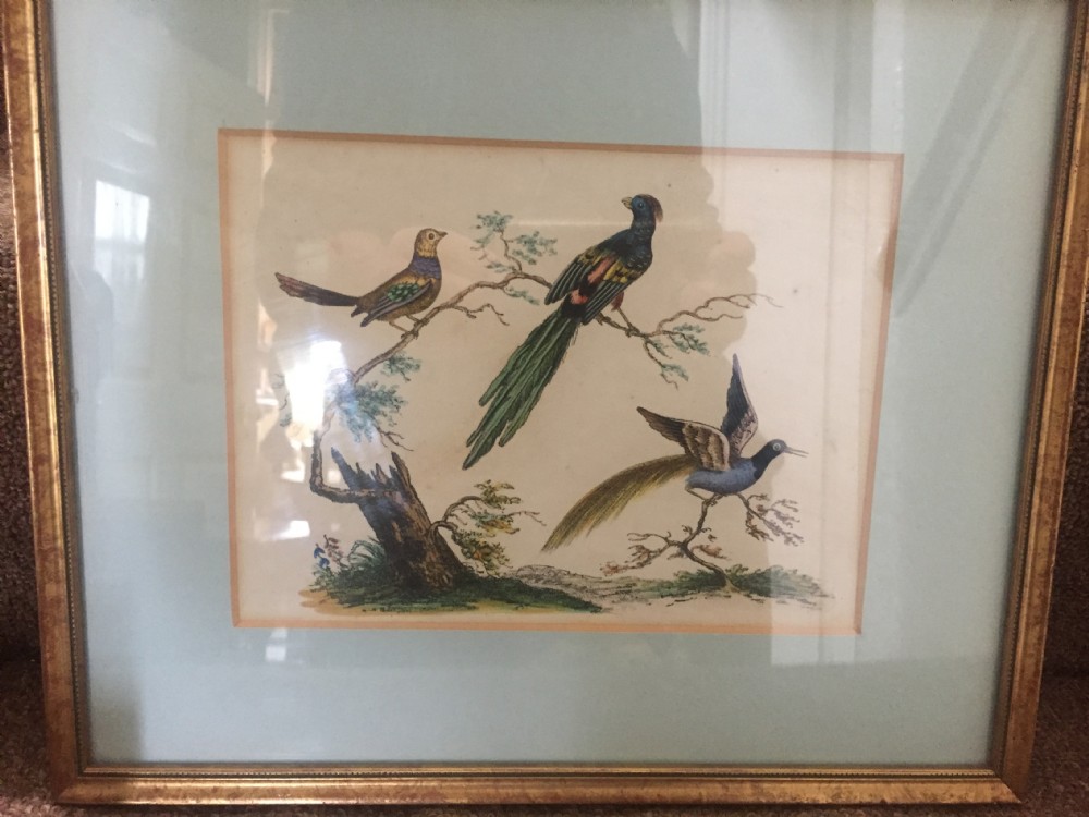 Smart decorative set of 6 C19th gilt-framed coloured engravings of exotic birds. View XVIII
