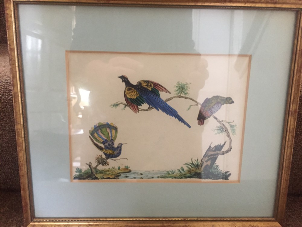 Smart decorative set of 6 C19th gilt-framed coloured engravings of exotic birds. View XIX