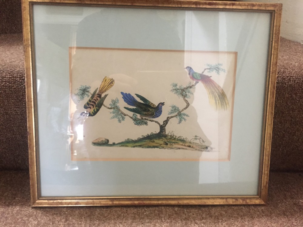 Smart decorative set of 6 C19th gilt-framed coloured engravings of exotic birds. View XX