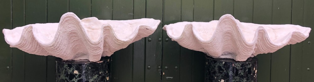 A pair of large off-white composition giant clam shells featuring deep wavy scalloped edges and textured exterior growth ridges.