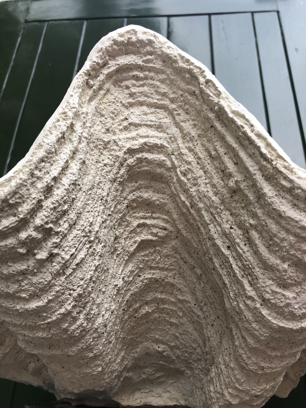 A pair of large off-white composition giant clam shells featuring deep wavy scalloped edges and textured exterior growth ridges. View V