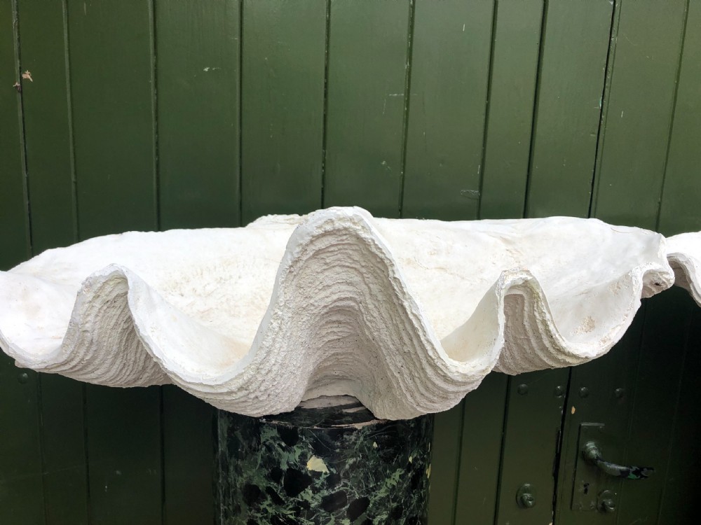 A pair of large off-white composition giant clam shells featuring deep wavy scalloped edges and textured exterior growth ridges. View VI