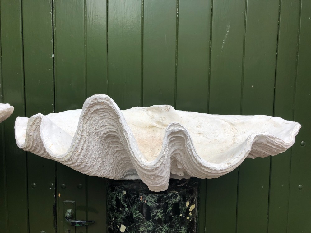 A pair of large off-white composition giant clam shells featuring deep wavy scalloped edges and textured exterior growth ridges. View VII