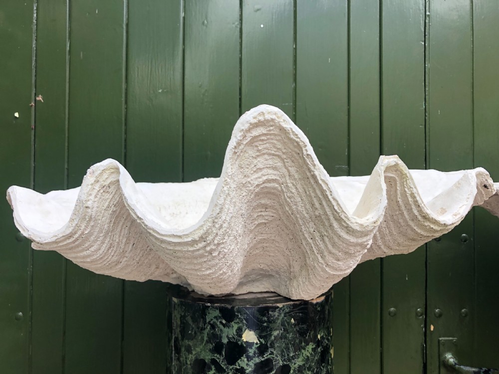 A pair of large off-white composition giant clam shells featuring deep wavy scalloped edges and textured exterior growth ridges. View XVII