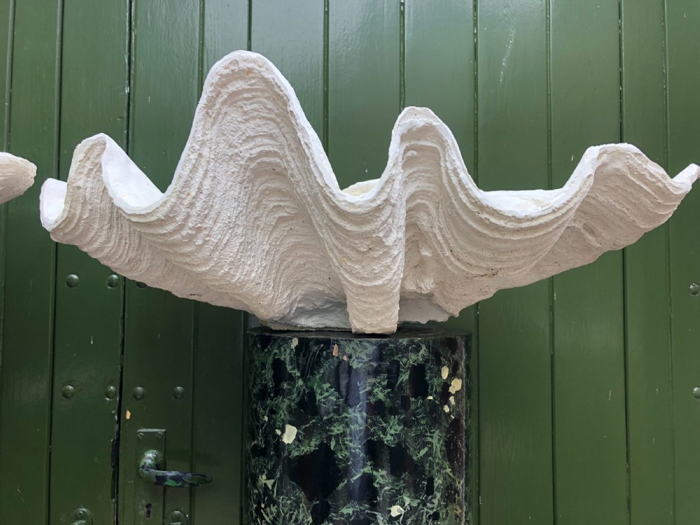 A pair of large off-white composition giant clam shells featuring deep wavy scalloped edges and textured exterior growth ridges. View XX