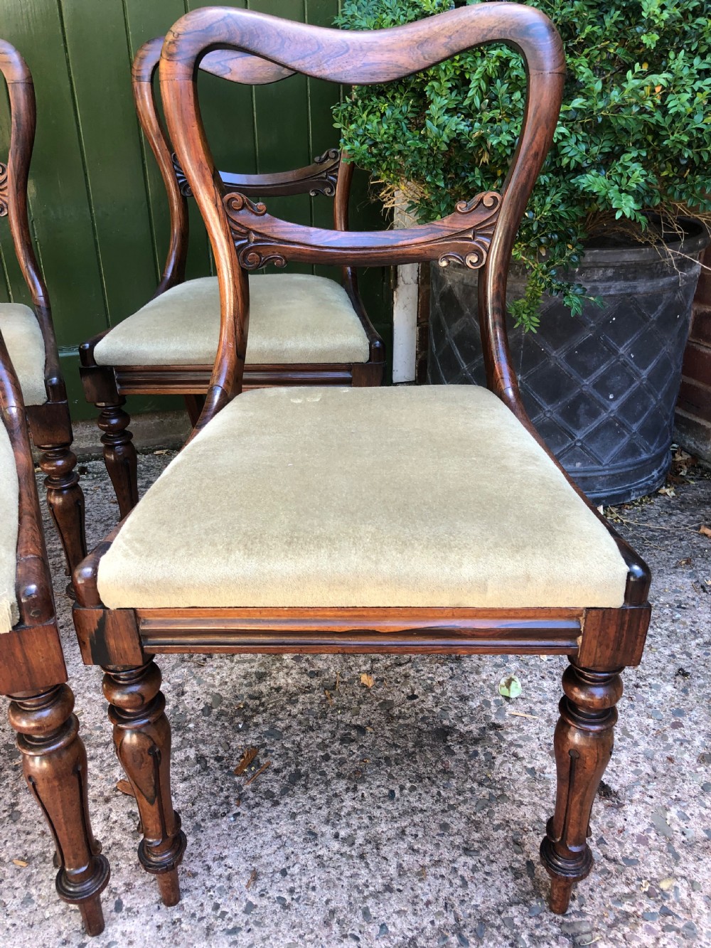Set of 6 early C19th William IV period carved rosewood dining chairs. View IX