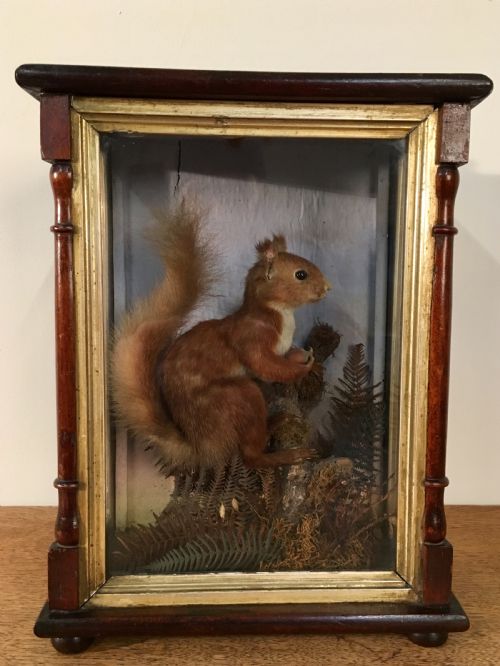 Taxidermy Squirrel