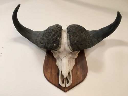 Huge Decorative Buffalo Head