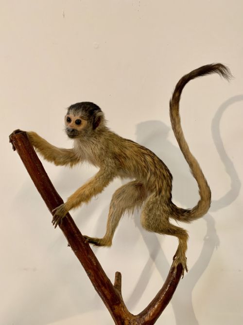 Good Monkey Taxidermy