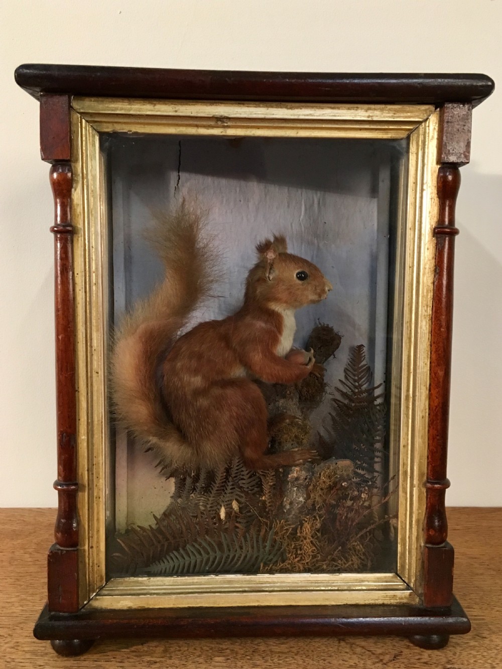 Taxidermy squirrel 