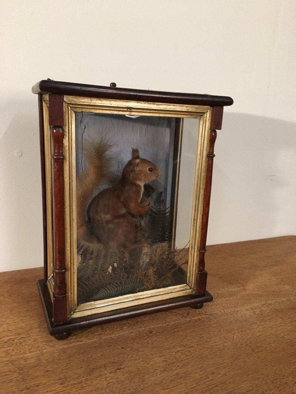 Taxidermy squirrel  View II