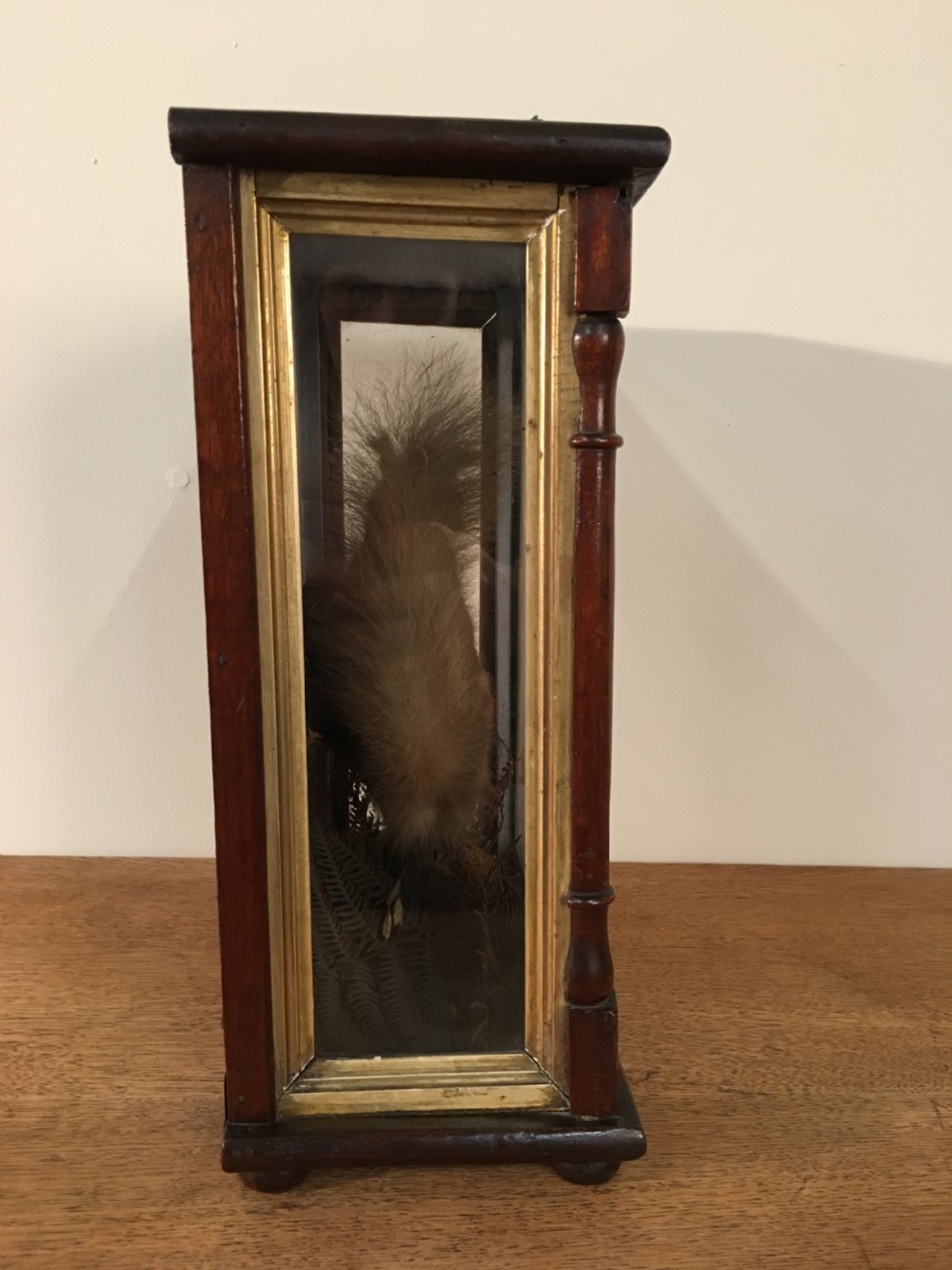 Taxidermy squirrel  View IV