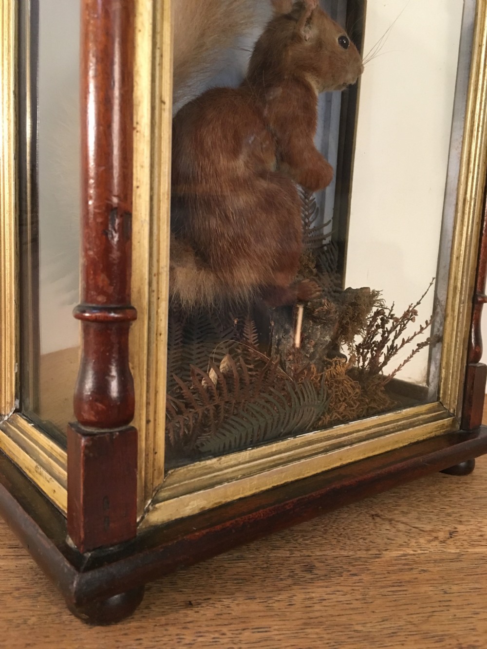 Taxidermy squirrel  View V