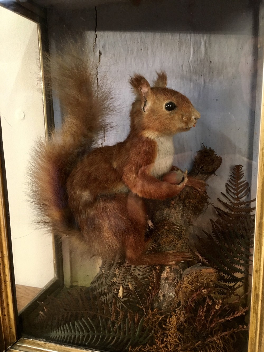Taxidermy squirrel  View VI