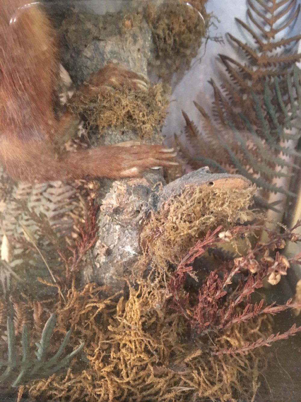 Taxidermy squirrel  View VIII
